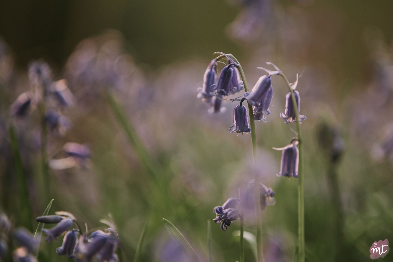 Seasons, Spring, Natural Light, UK Photographer, Real Life, Mother Nature