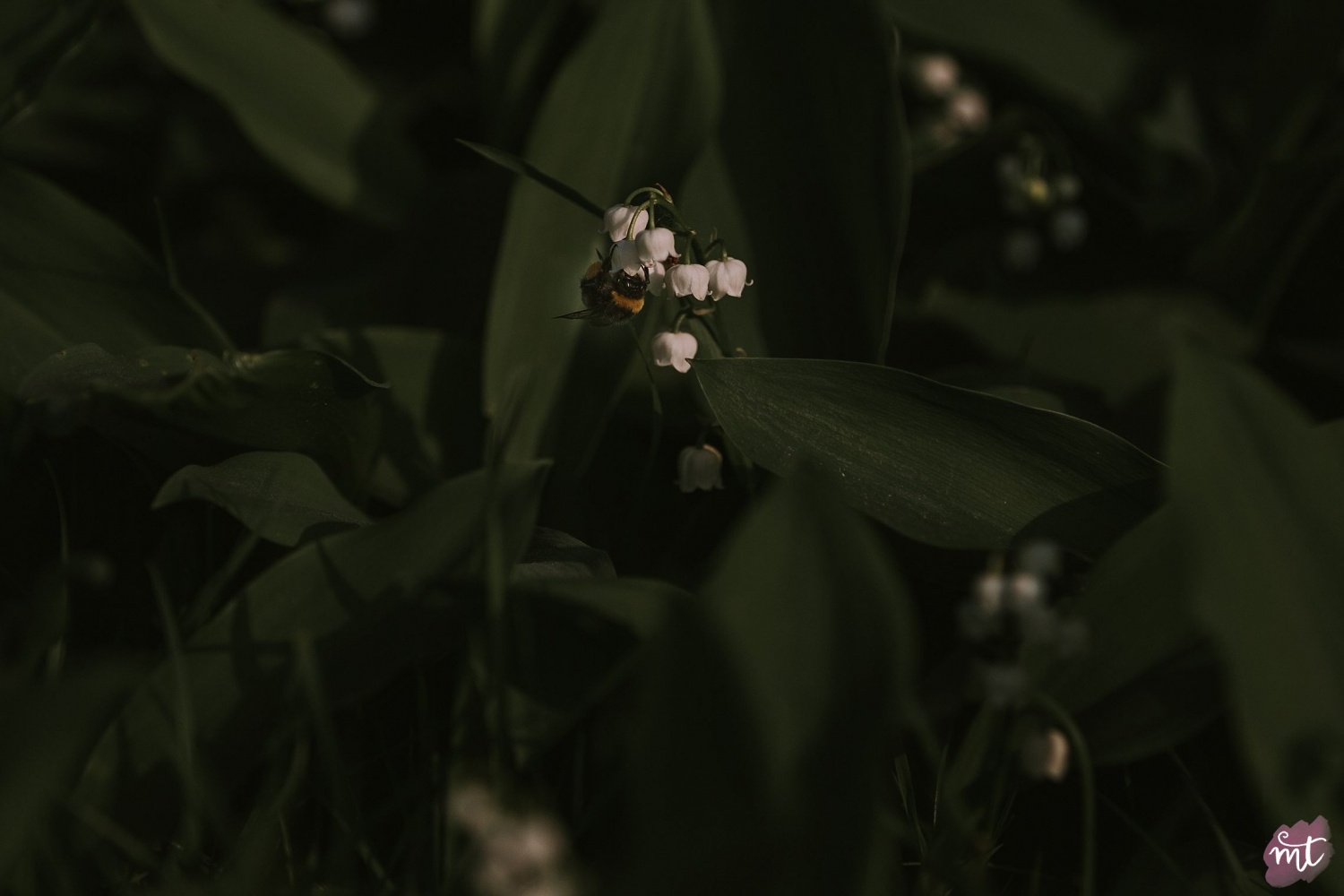 Seasons, Summer, Natural Light, UK Photographer, Real Life, Mother Nature, Lily of the Valley