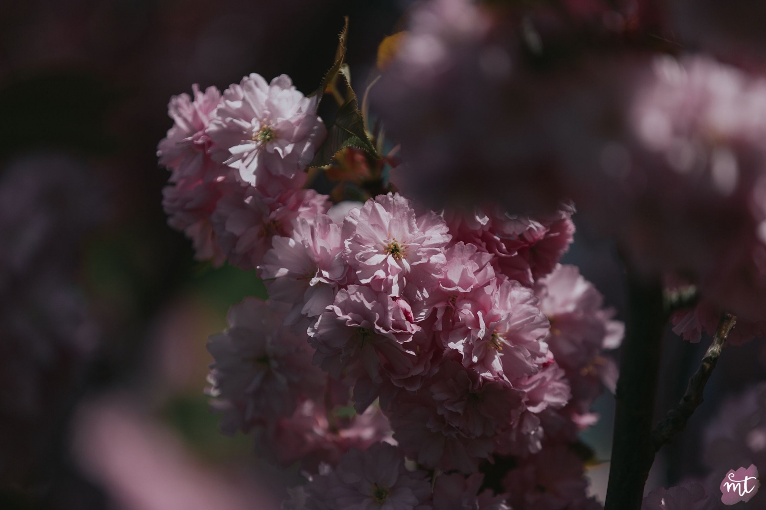 Seasons, Summer, Natural Light, UK Photographer, Real Life, Mother Nature, Cherry Blossom