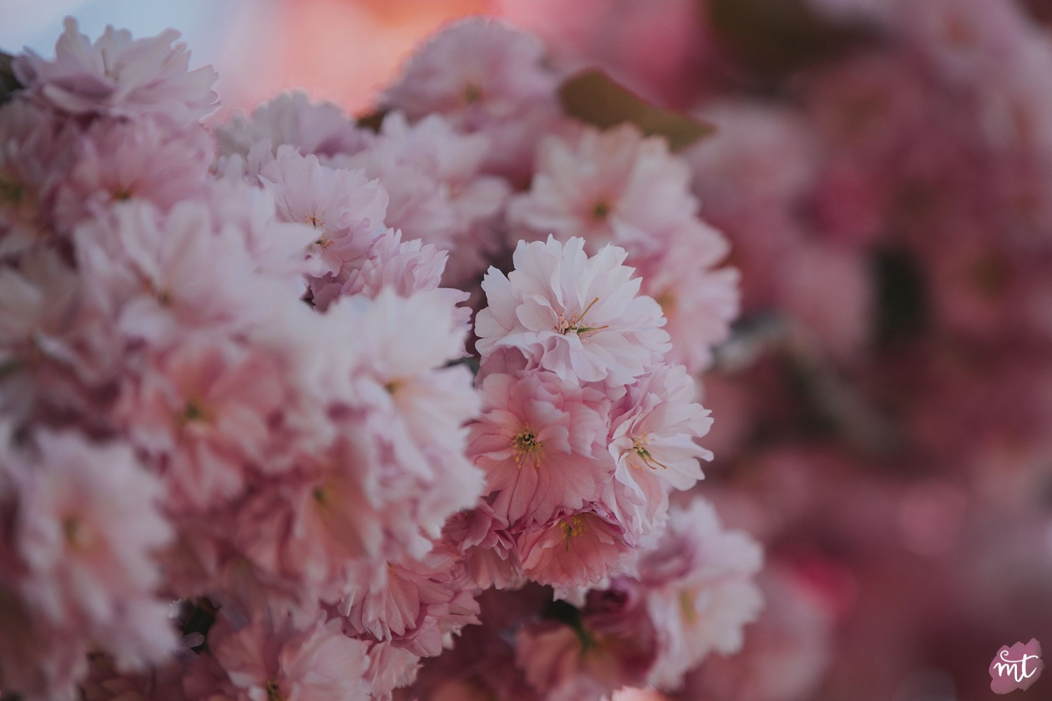 Seasons, Summer, Natural Light, UK Photographer, Real Life, Mother Nature, Cherry Blossom