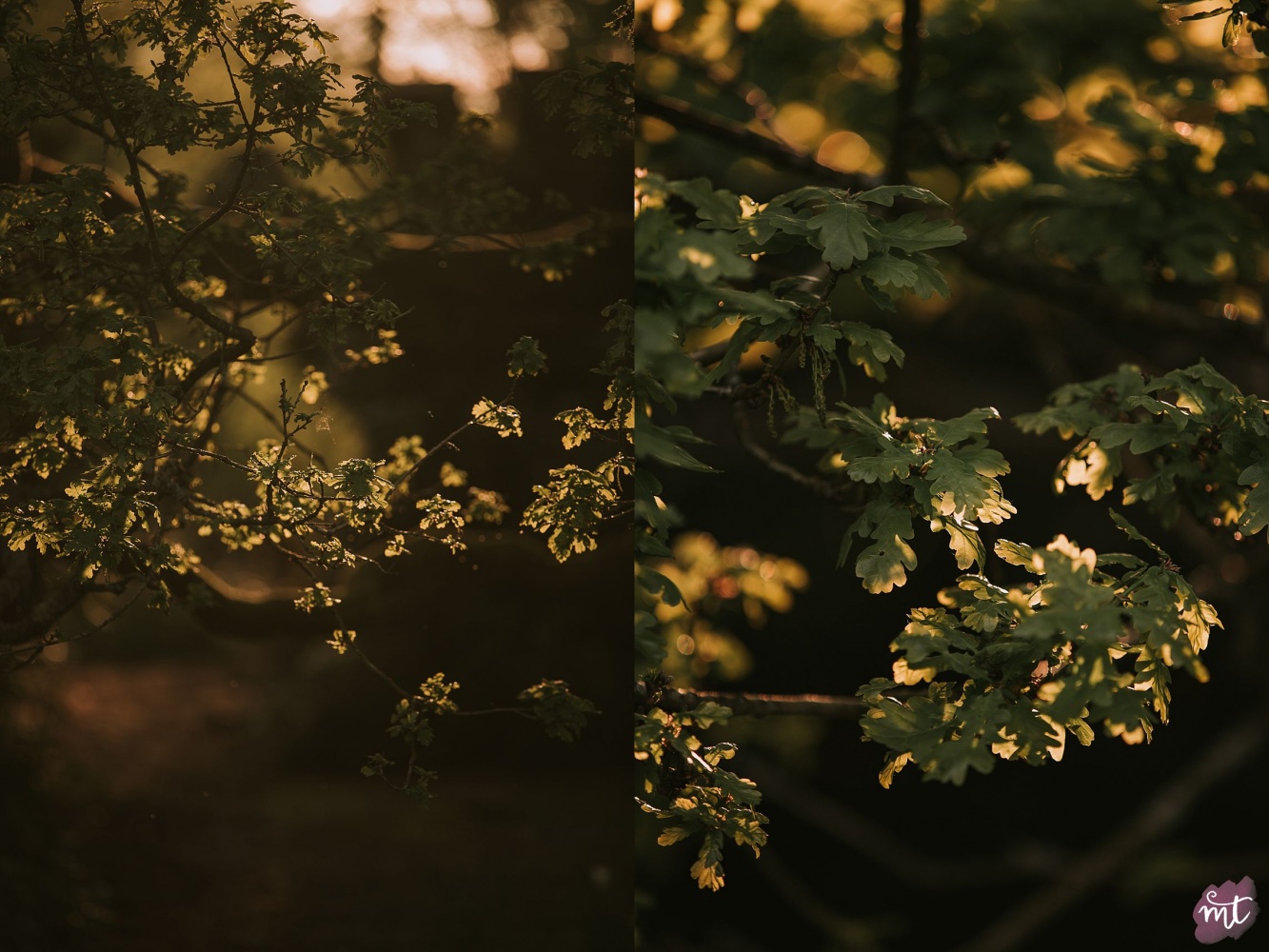 Seasons, Summer, Natural Light, UK Photographer, Real Life, Mother Nature