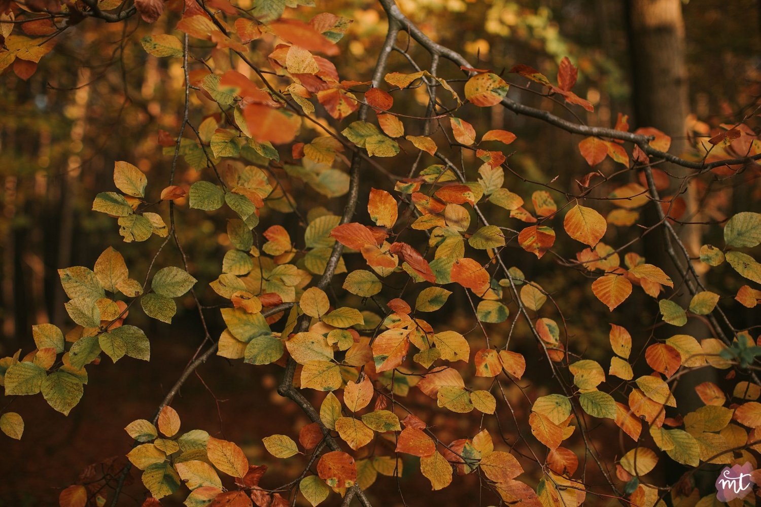 Seasons, Autumn, Natural Light, UK Photographer, Real Life, Mother Nature, Seasons: Spring, Summer, Autumn Winter English countryside