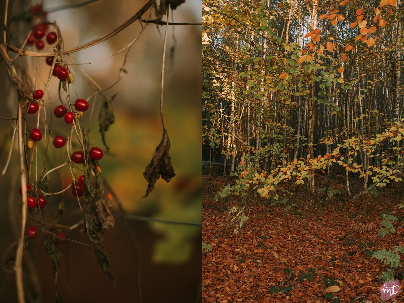 Seasons, Autumn, Natural Light, UK Photographer, Real Life, Mother Nature