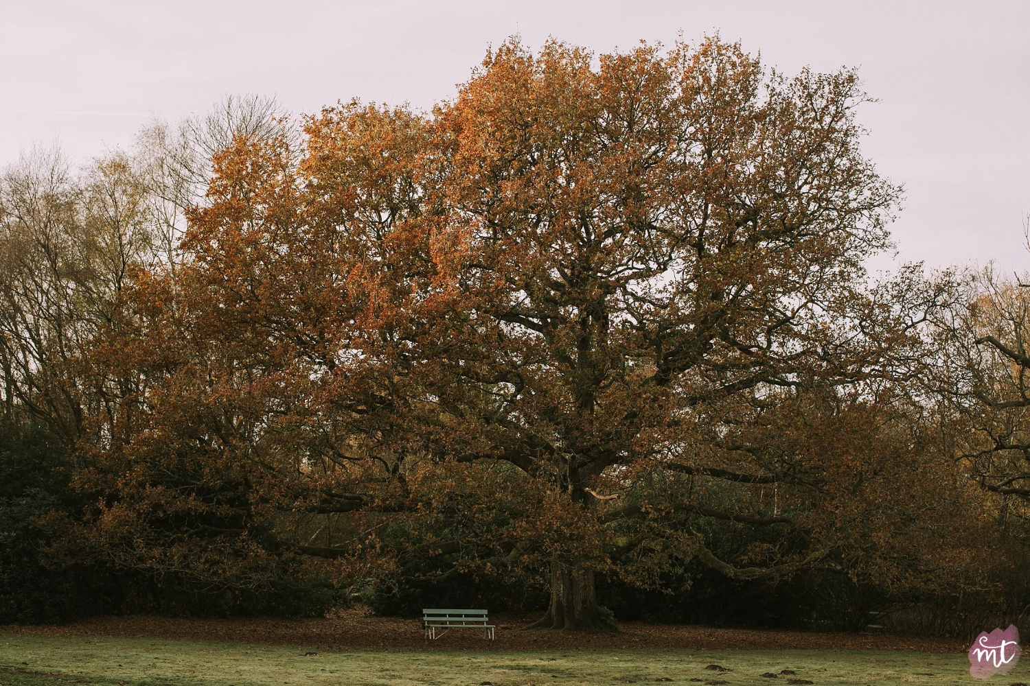 Seasons, Autumn, Natural Light, UK Photographer, Real Life, Mother Nature