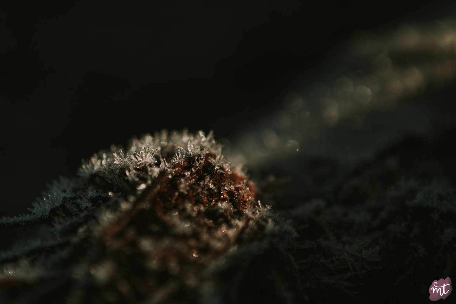 Seasons, Winter, Natural Light, UK Photographer, Real Life, Mother Nature, Frost, Jack Frost