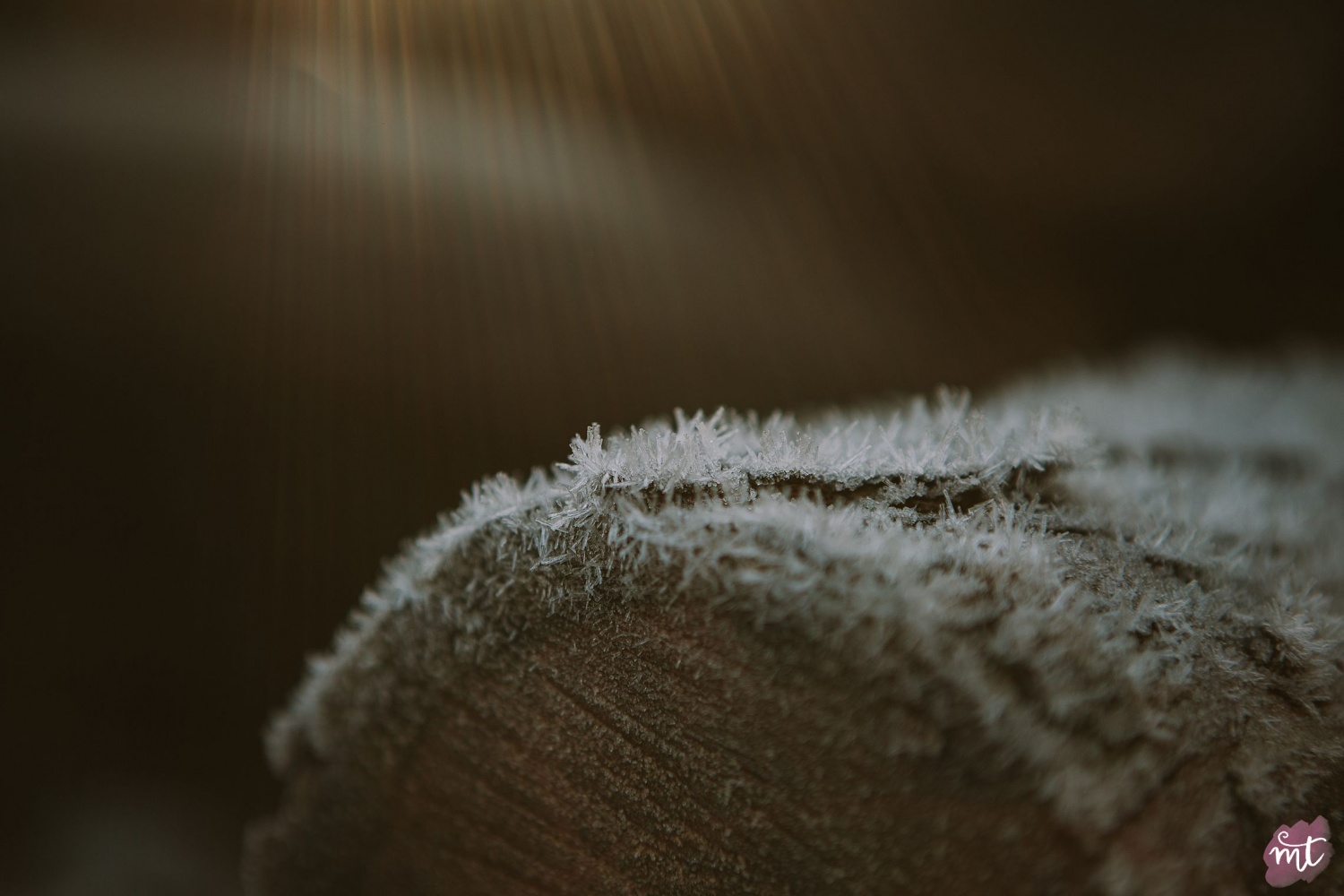 Seasons, Winter, Natural Light, UK Photographer, Real Life, Mother Nature, Frost, Jack Frost
