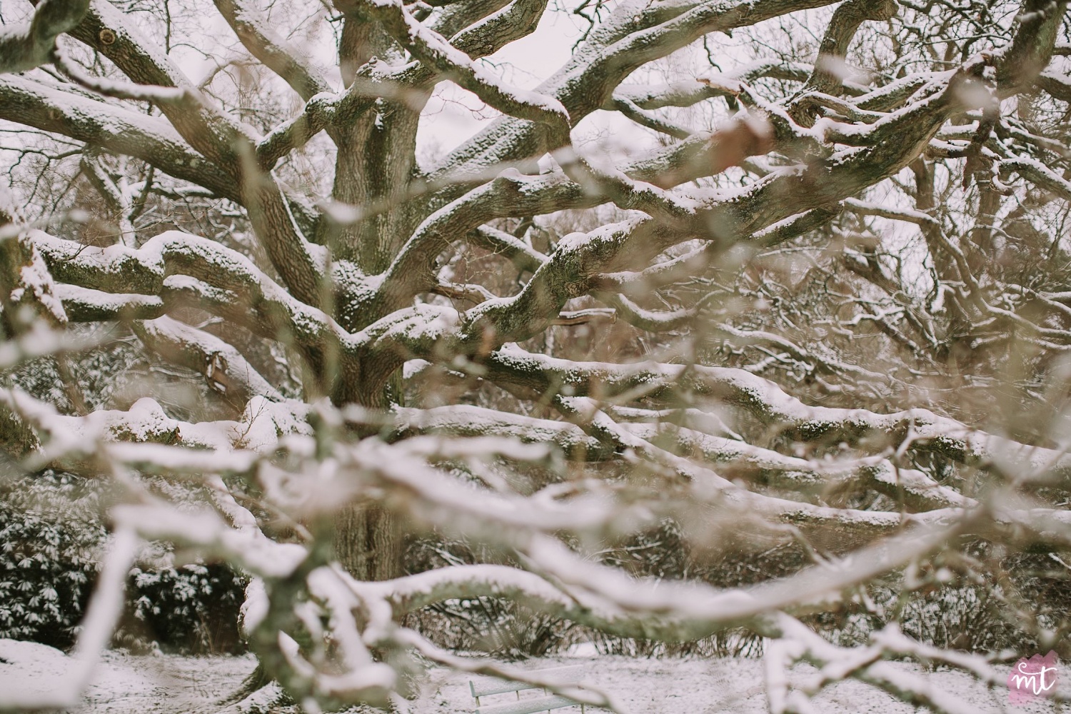 Seasons, Winter, Natural Light, UK Photographer, Real Life, Mother Nature, Snow, Winter Wonderland