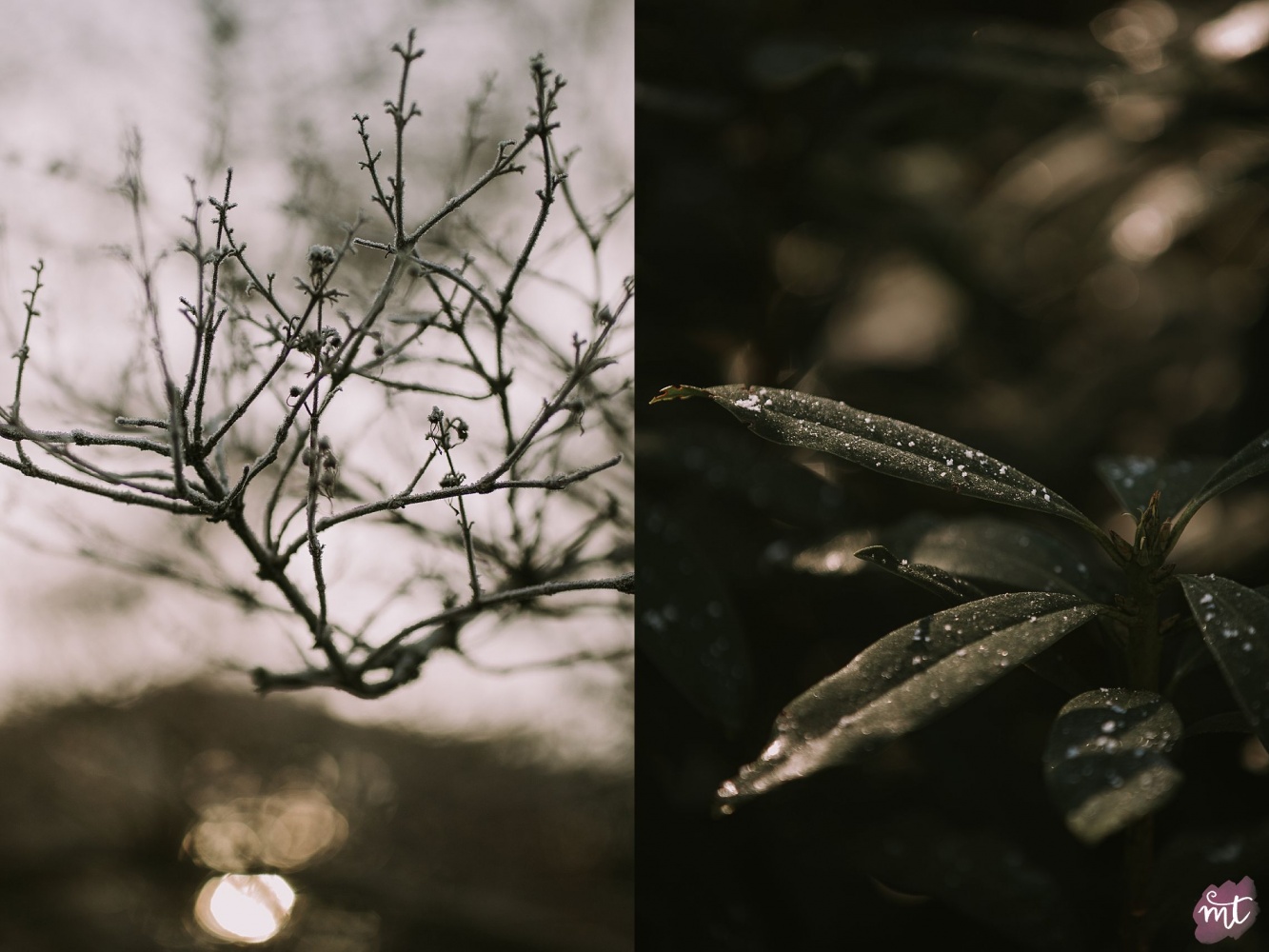 Seasons, Winter, Natural Light, UK Photographer, Real Life, Mother Nature, Seasons: Spring, Summer, Autumn Winter English countryside